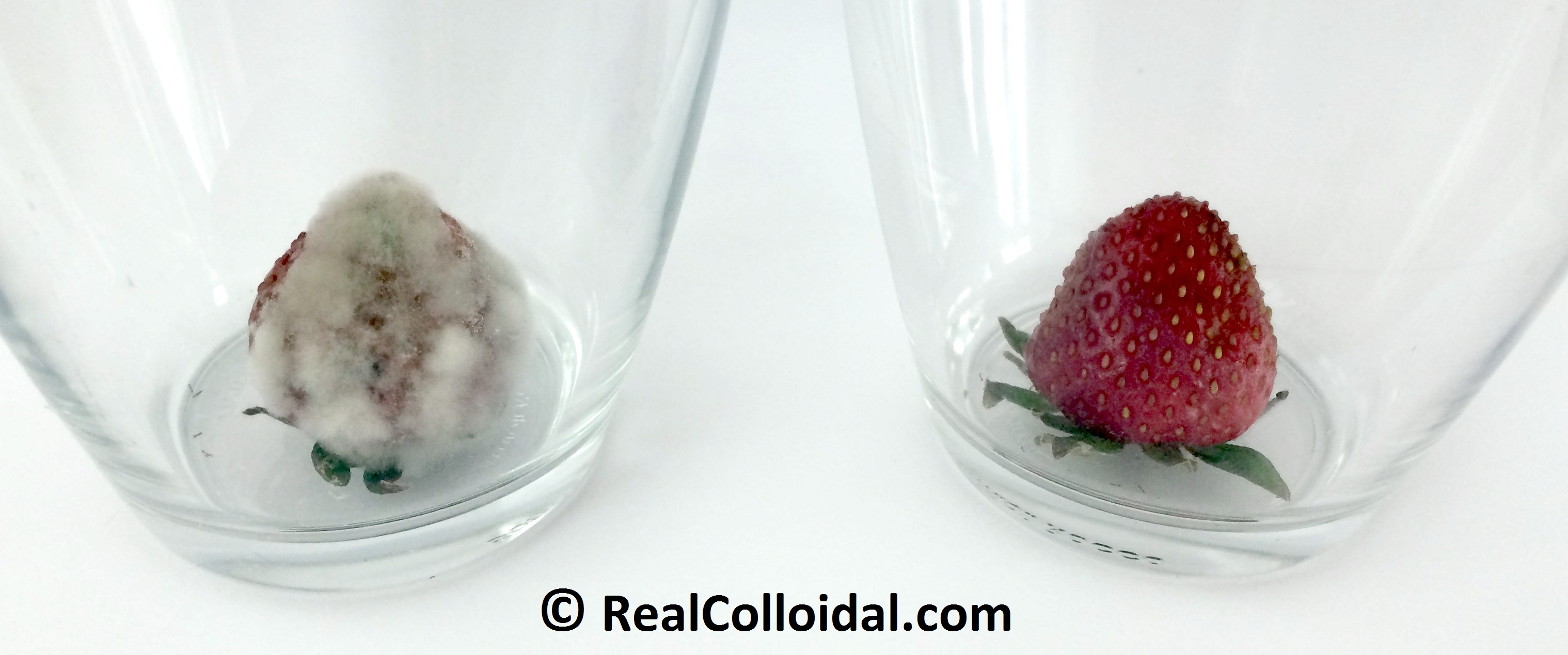 REAL Colloidal Silver Kills Mold.  - RealColloidal.com